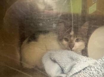 BARN CAT SPENCER -  Domestic Short Hair Cat for Adoption in Kent, Washington - BARN CAT SPENCER | PetCurious