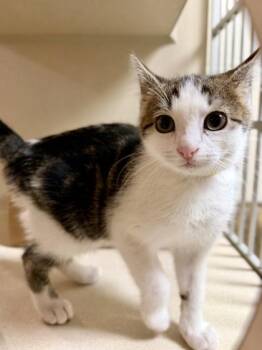 92885a Starlight -  Domestic Short Hair Cat for Adoption in North Charleston, South Carolina - 92885a Starlight | PetCurious