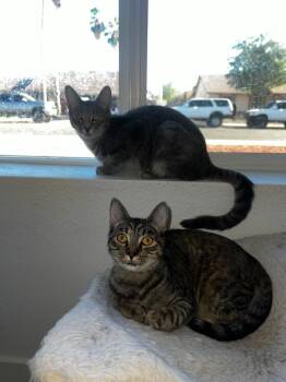 Domestic Short Hair and Tabby Cats Available for Adoption - Jwow Jersey Bonded To Snookie Jersey | PetCurious