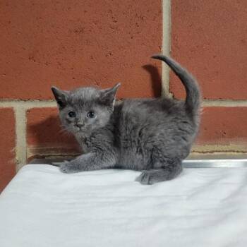 Domestic Short Hair Cats Available for Adoption in Cabot, Arkansas - Beans (3) | PetCurious