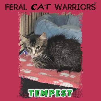 Tempest -  Domestic Short Hair Cat for Adoption in Kingman, Arizona - Tempest | PetCurious