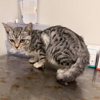 Sally -  Domestic Short Hair Cat for Adoption in Concord, North Carolina - Sally | PetCurious