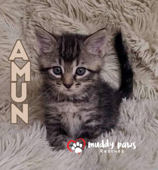 Rescue Domestic Short Hair Cats for Adoption in Council Bluffs, Iowa - Egypt Litter 2: Amun | PetCurious