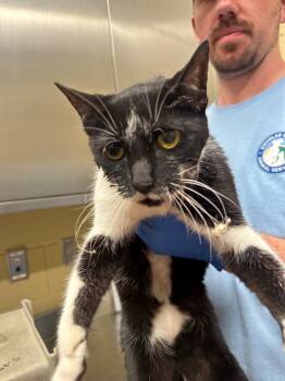 Rescue Domestic Short Hair Cats for Adoption in Douglasville, Georgia - BomBay | PetCurious