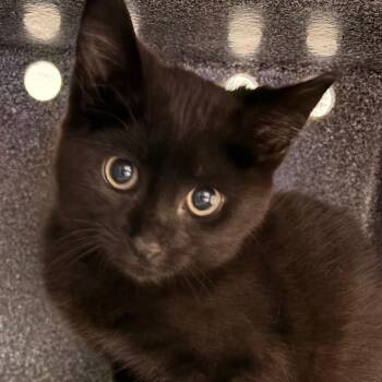 Kissy -  Domestic Short Hair Cat for Adoption in Greenville, South Carolina - Kissy | PetCurious