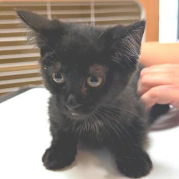 Ray -  Domestic Short Hair Cat for Adoption in Idaho Falls, Idaho - Ray | PetCurious