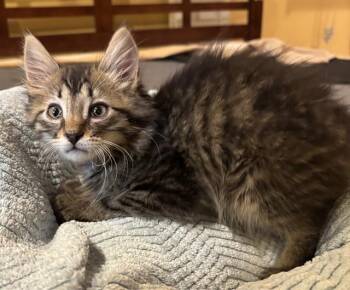 BORSCHT -  Domestic Short Hair Cat for Adoption in Louisville, Kentucky - BORSCHT | PetCurious