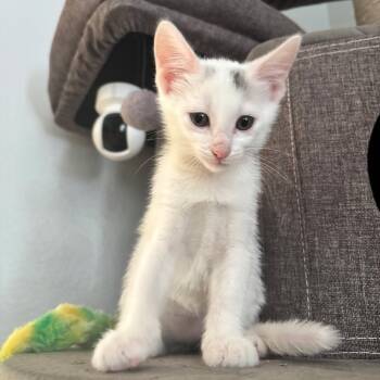 Brigita -  Domestic Short Hair Cat for Adoption in Alvin, Texas - Brigita | PetCurious