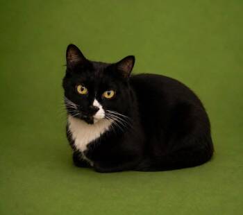 Rambo -  Domestic Short Hair Cat for Adoption in Columbia, Tennessee - Rambo | PetCurious