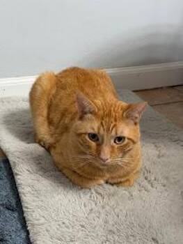 Rescue Domestic Short Hair Cats for Adoption in Beaverton, Oregon - Obi | PetCurious