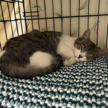 Rescue Domestic Short Hair Cats for Adoption in Cape May, New Jersey - Tuesday | PetCurious