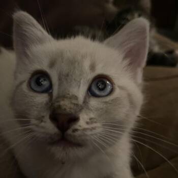 Enya -  Domestic Short Hair Cat for Adoption in Ashland, Oregon - Enya | PetCurious