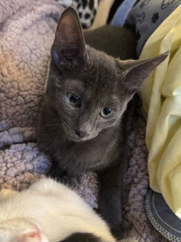 Rescue Domestic Short Hair Cats for Adoption in Walled Lake, Michigan - Sosie | PetCurious