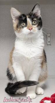 Amberjack -  Domestic Short Hair Cat for Adoption in Mason, Michigan - Amberjack | PetCurious