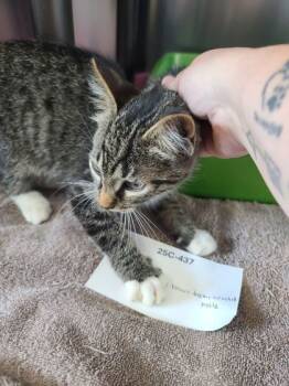 Rescue Domestic Short Hair Cats for Adoption in Willmar, Minnesota - Dopey | PetCurious