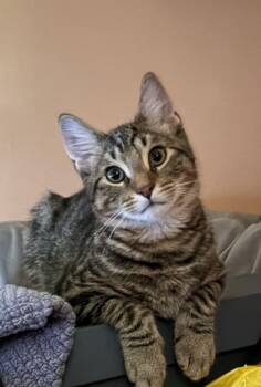 Eowyn -  Domestic Short Hair Cat for Adoption in Lemoyne, Pennsylvania - Eowyn | PetCurious