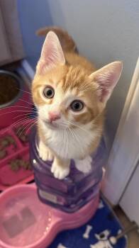Pumpernickel -  Domestic Short Hair and Tabby Cat for Adoption in Emerald Isle, North Carolina - Pumpernickel | PetCurious
