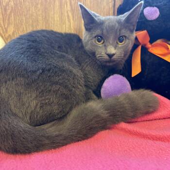 Rescue Domestic Short Hair Cats for Adoption in Linden, New Jersey - Shirley | PetCurious