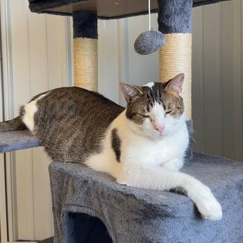 Blu -  Domestic Short Hair Cat for Adoption in Alma, Michigan - Blu | PetCurious