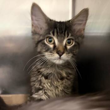 Jersey Mikes -  Domestic Medium Hair Cat for Adoption in Charleston, West Virginia - Jersey Mikes | PetCurious