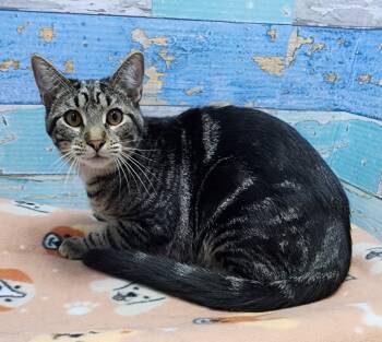 Rescue Domestic Short Hair Cats for Adoption in Washington Court House, Ohio - Chloe | PetCurious