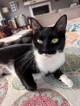 Rescue Domestic Short Hair Cats for Adoption in Wasilla, Alaska - Rosemary | PetCurious