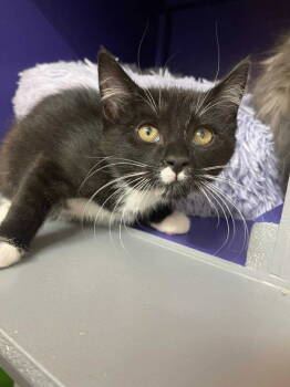 Rescue Domestic Short Hair Cats for Adoption in St. George, Utah - Toby | PetCurious