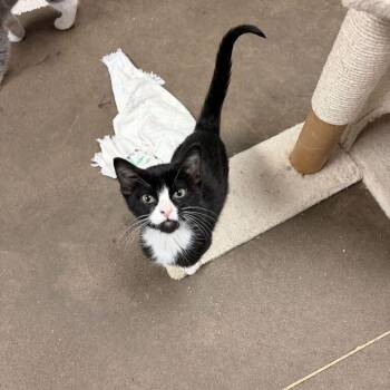 Goku -  Domestic Short Hair Cat for Adoption in Davenport, Iowa - Goku | PetCurious