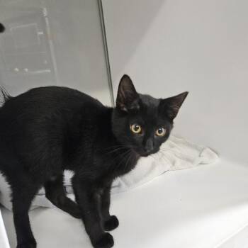 Ford -  Domestic Short Hair Cat for Adoption in Ridgely, Maryland - Ford | PetCurious