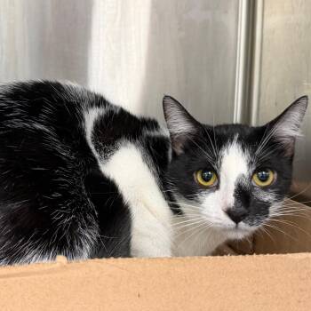 Peacefield -  Domestic Short Hair Cat Available for Adoption in Kansas City, Kansas - Peacefield | PetCurious