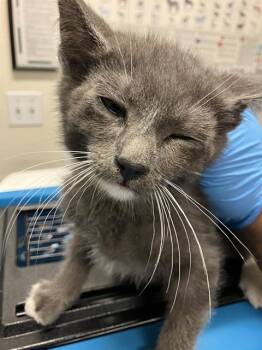 Domestic Short Hair Cats Available for Adoption in Long Beach, California - LOUIS | PetCurious