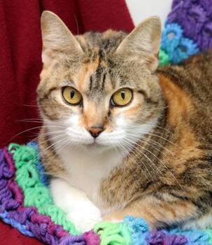 Domestic Short Hair Cats Available for Adoption - Betsy | PetCurious
