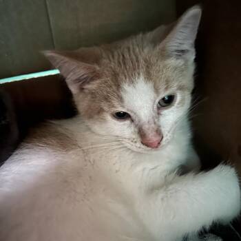 Yarrow -  Domestic Short Hair Cat for Adoption in Owosso, Michigan - Yarrow | PetCurious