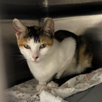 Sharpei -  Domestic Short Hair Cat for Adoption in Salt Lake City, Utah - Sharpei | PetCurious