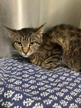 Domestic Short Hair Cats Available for Adoption in Lunenburg, Massachusetts - Buho | PetCurious