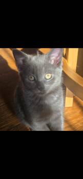 Dear Prudence -  Domestic Short Hair Cat for Adoption in North Haven, Connecticut - Dear Prudence | PetCurious