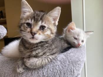 Domestic Short Hair Cats Available for Adoption in Fruit Heights, Utah - Miss Piggy | PetCurious