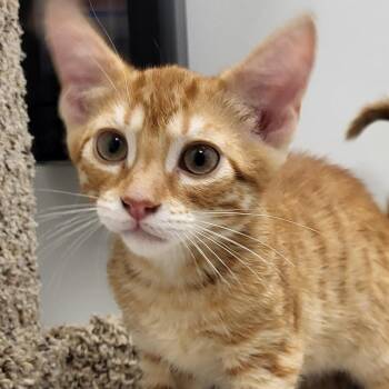Scrambled Eggs -  Domestic Short Hair Cat for Adoption in Grayslake, Illinois - Scrambled Eggs | PetCurious