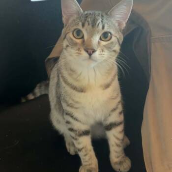 Tuna Crock -  Domestic Short Hair Cat for Adoption in Eagle Mountain, Utah - Tuna Crock | PetCurious