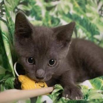 Rainey -  Russian Blue Cat for Adoption in Liverpool, Texas - Rainey | PetCurious