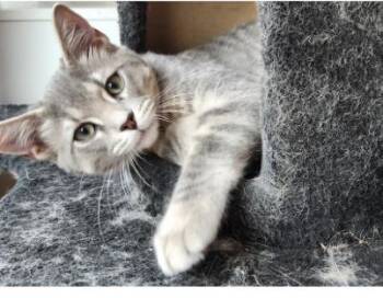 GROVER -  Domestic Short Hair Cat for Adoption in Broomfield, Colorado - GROVER | PetCurious