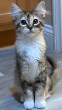 Rescue Domestic Medium Hair Cats for Adoption in Bonsall, California - Kit Kat 4862 | PetCurious