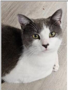 Domestic Short Hair Cats Available for Adoption in Greenfield, Indiana - Bogie | PetCurious