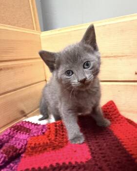 Domestic Short Hair Cats Available for Adoption in Batesville, Arkansas - Eeyore | PetCurious