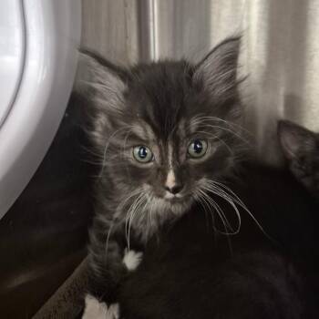 Domestic Long Hair Cats Available for Adoption in Kingman, Kansas - Elton | PetCurious