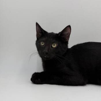 Plum Pudding -  Domestic Short Hair Cat for Adoption in State College, Pennsylvania - Plum Pudding | PetCurious