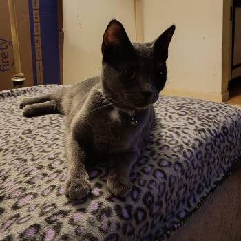 Rescue Domestic Short Hair Cats for Adoption in Kenhorst, Pennsylvania - Lady Gray | PetCurious