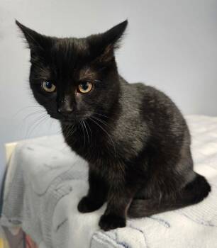 Domestic Short Hair Cats Available for Adoption - Sylvie | PetCurious