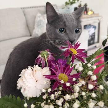 Smokey - FROM SHY TO SMITTEN -  American Shorthair Cat Available for Adoption - Smokey - FROM SHY TO SMITTEN | PetCurious