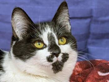 Rescue Domestic Short Hair Cats for Adoption in Republic, Washington - Almond Joy | PetCurious